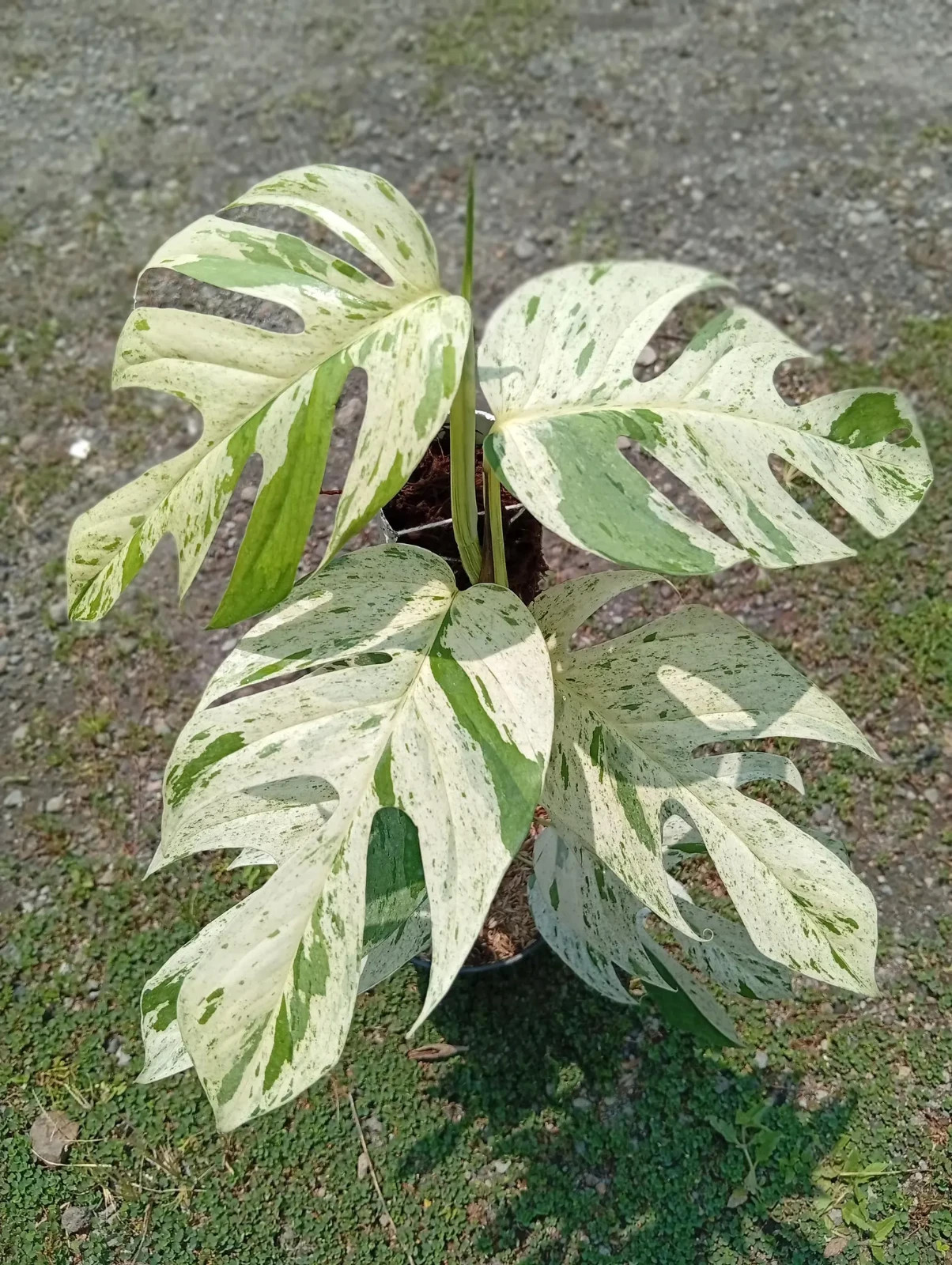 Real Picture Epipremnum Pinnatum Marble Variegated Lush Leaves