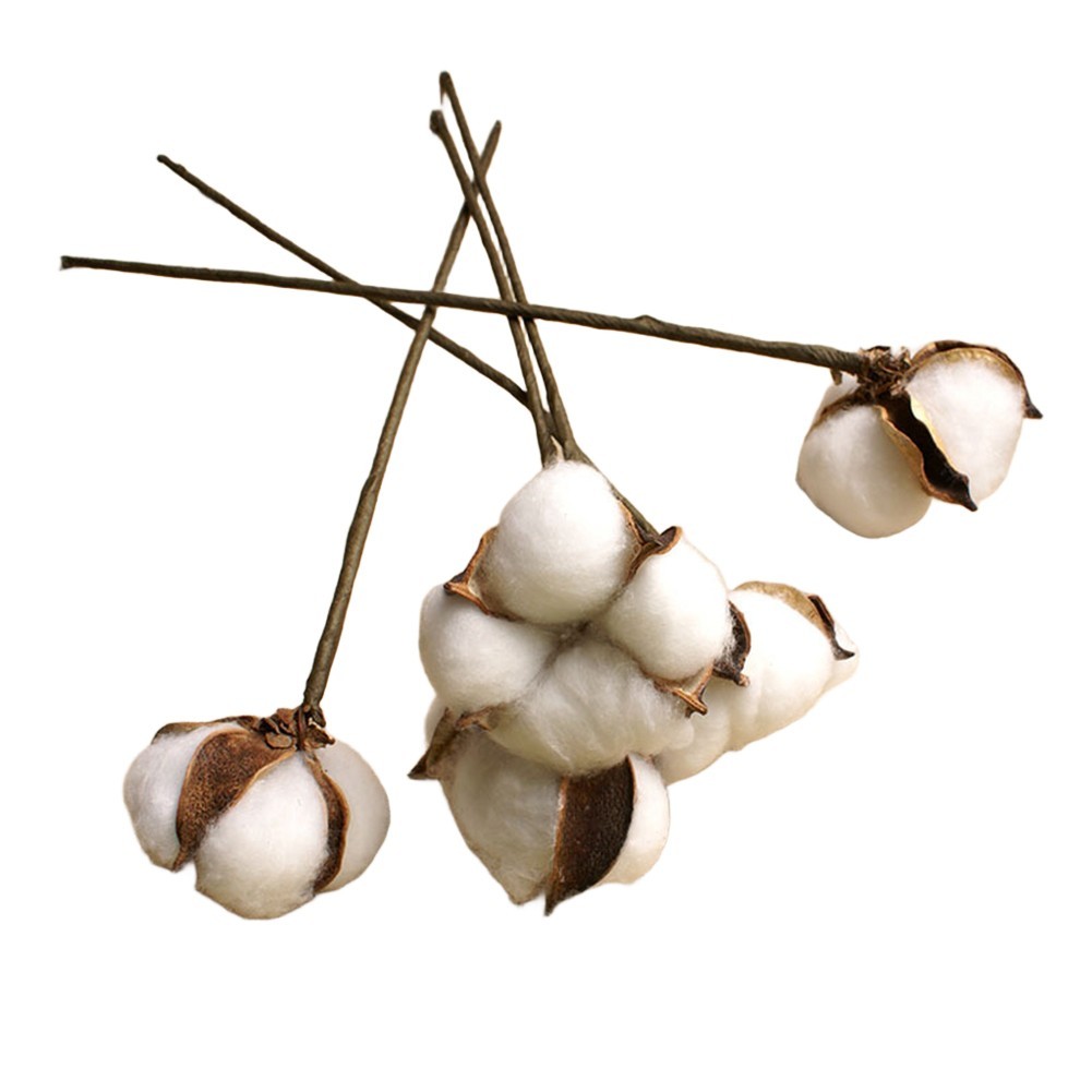 White Dried Cotton Flower Stems Natural for Wedding and Home Photography