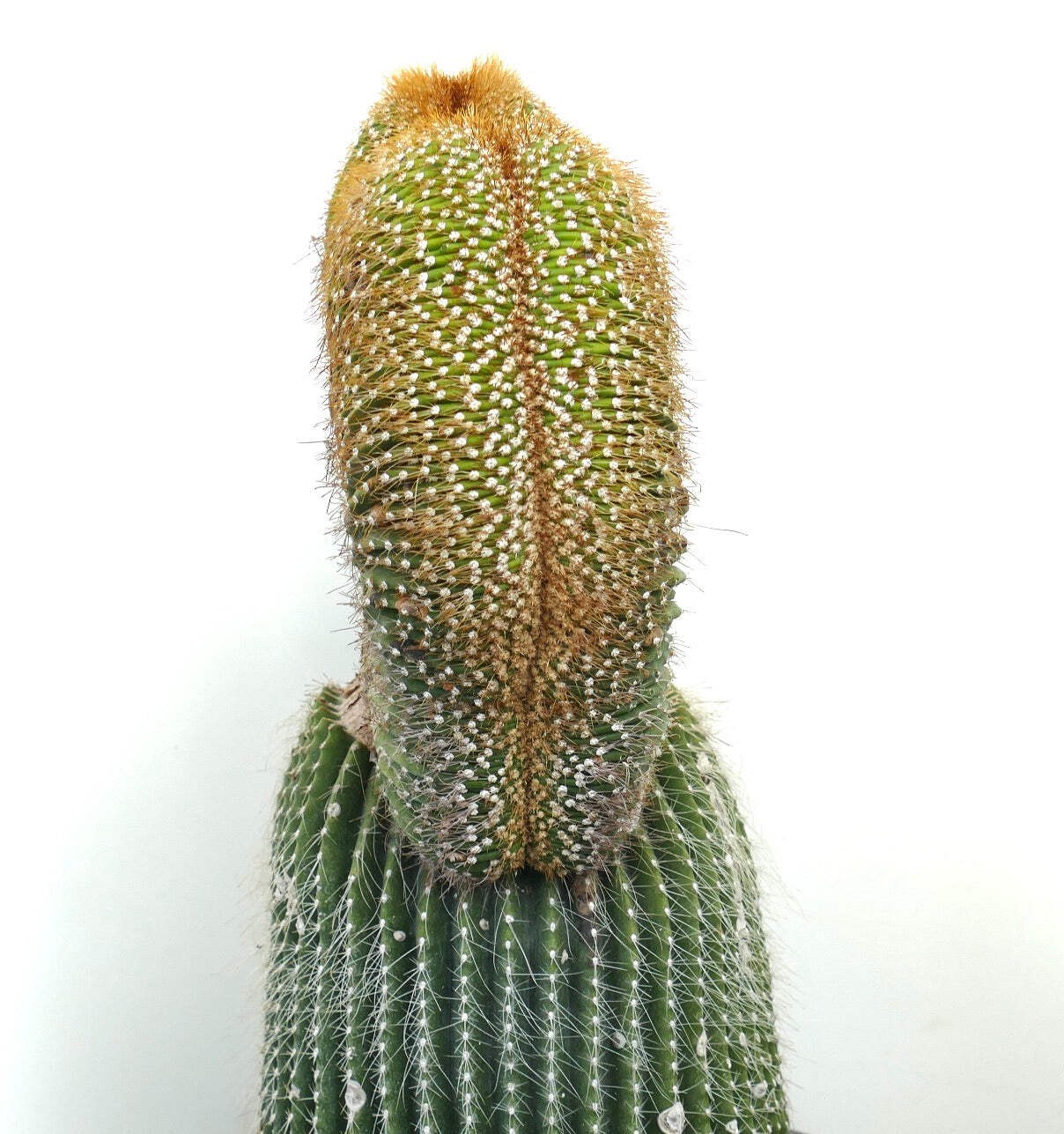 Carnegiea polylopha SAGUARO CRESTED 50x32cm – OLD SPECIMEN WILD