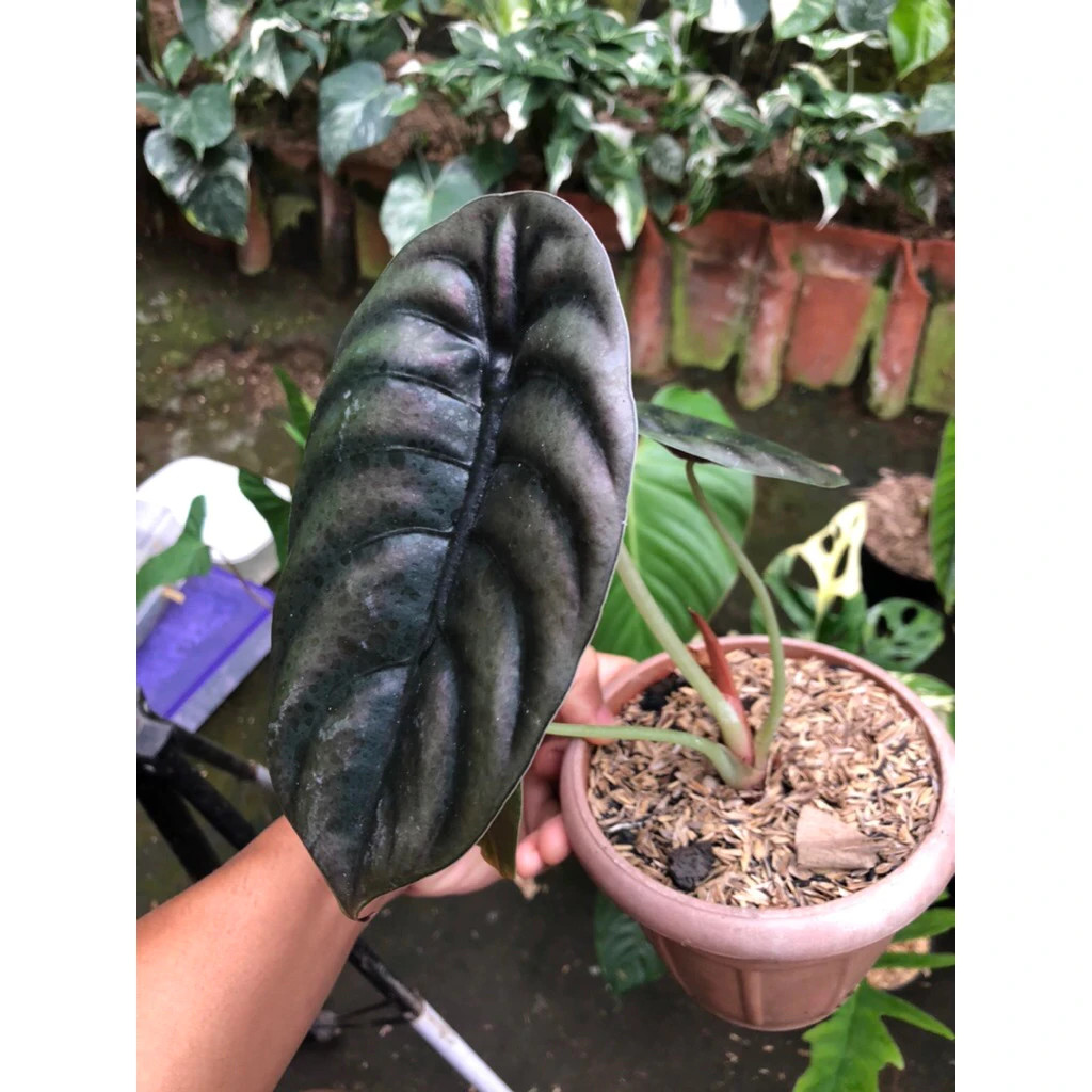 Alocasia Cuprea Rare Unique Live Tropical Plant PL105