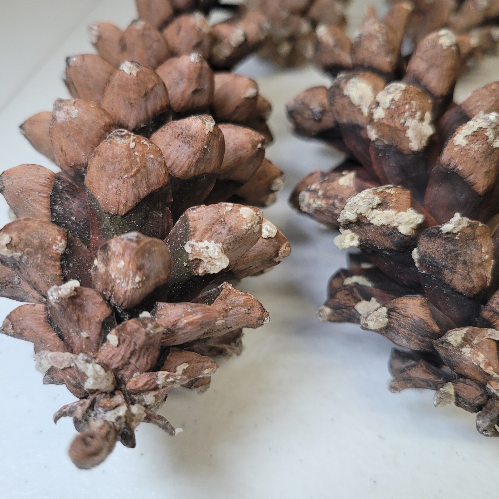 White Pine Cones Michigan 11 Upper Peninsula Tree Forest Crafts Decor Cabin Sap