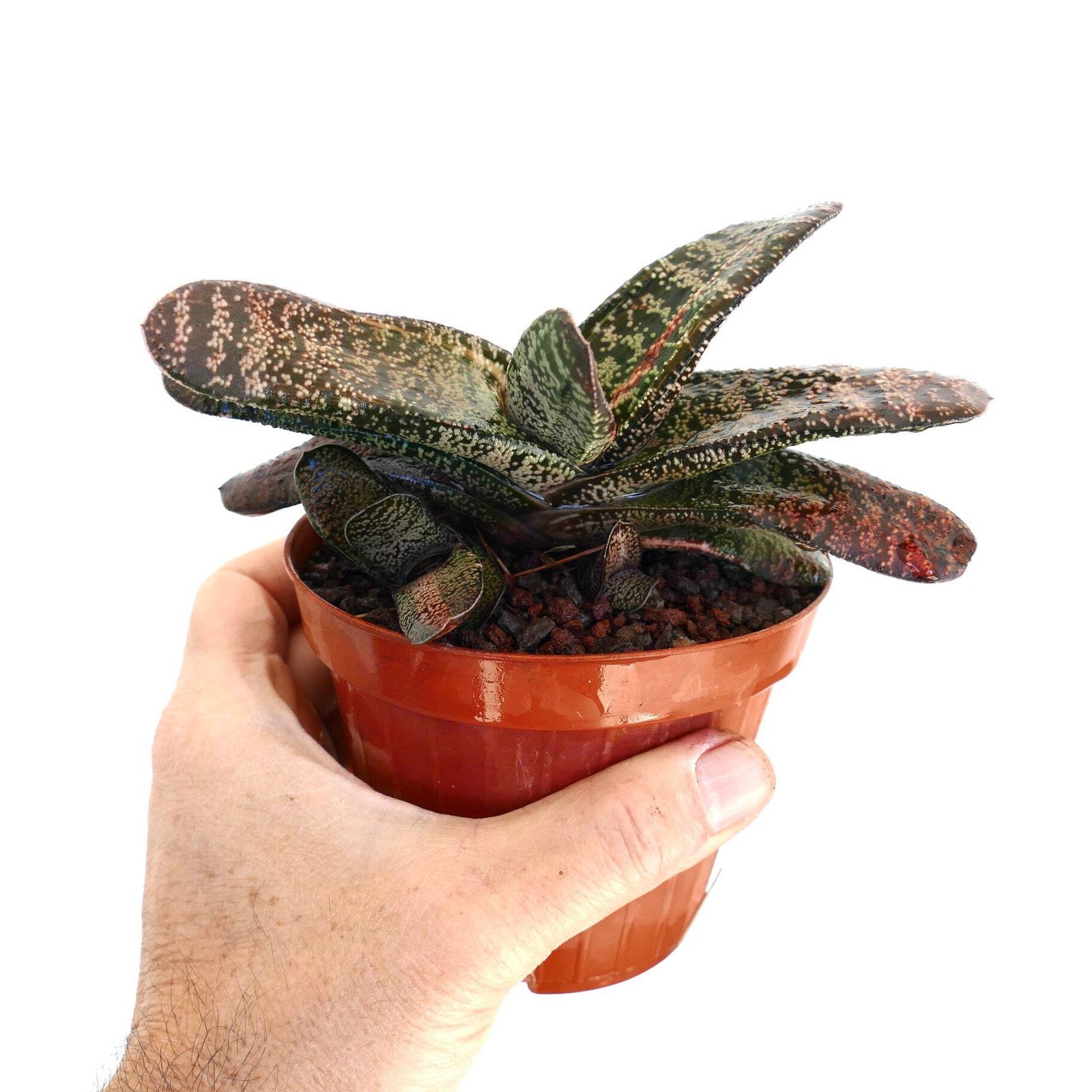Gasteria batesiana CLUSTER SLIGHTLY VARIEGATED – Bates’ gasteria | Ox tongue
