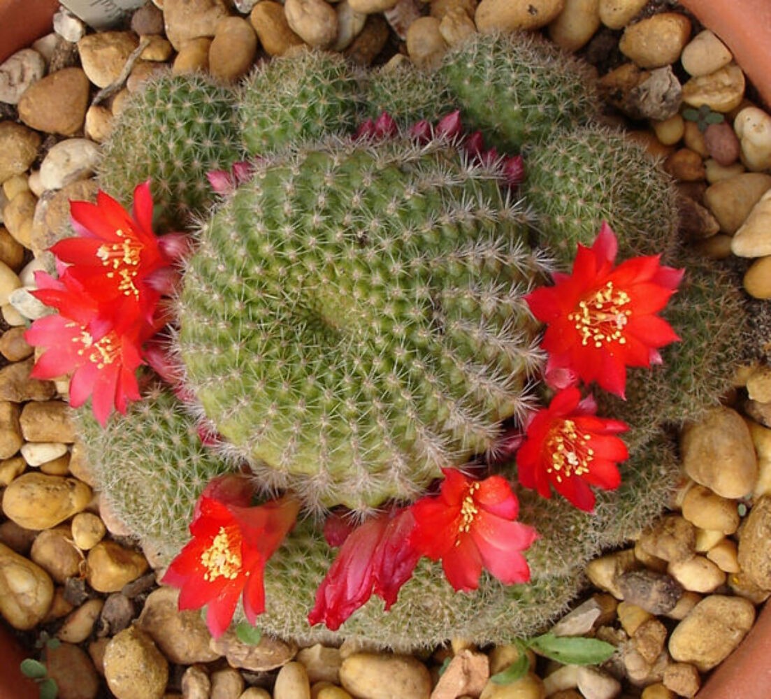 Rebutia minuscula SEEDS – Crown cactus | Red crown cactus