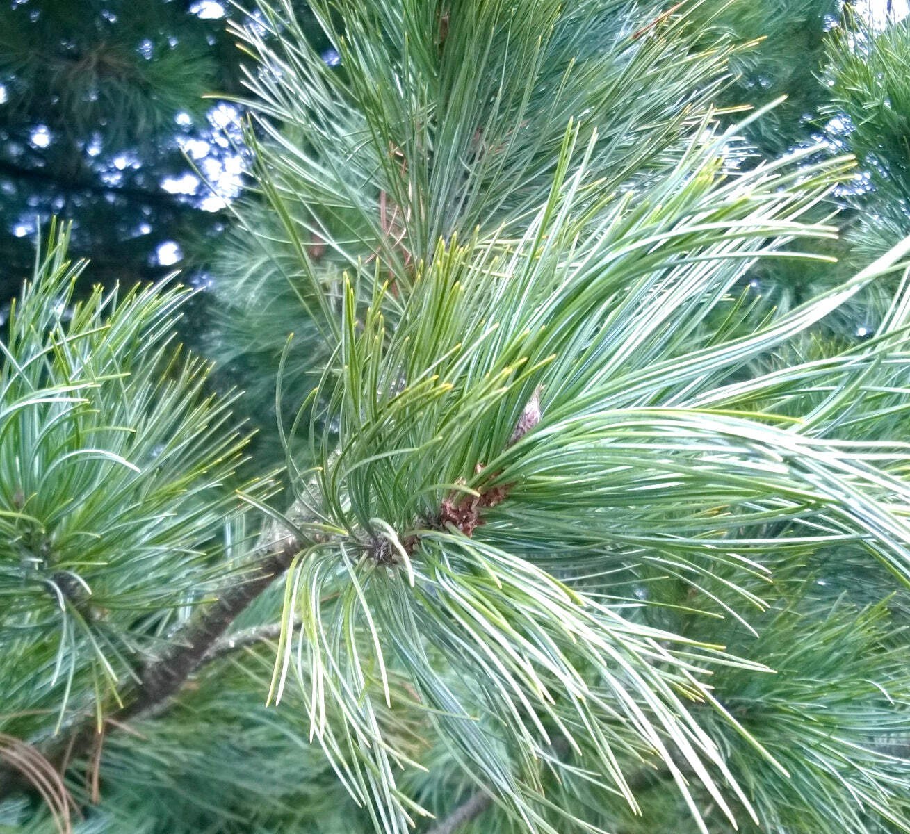Pinus cembra cv SARTORI – Swiss pine | Arolla pine