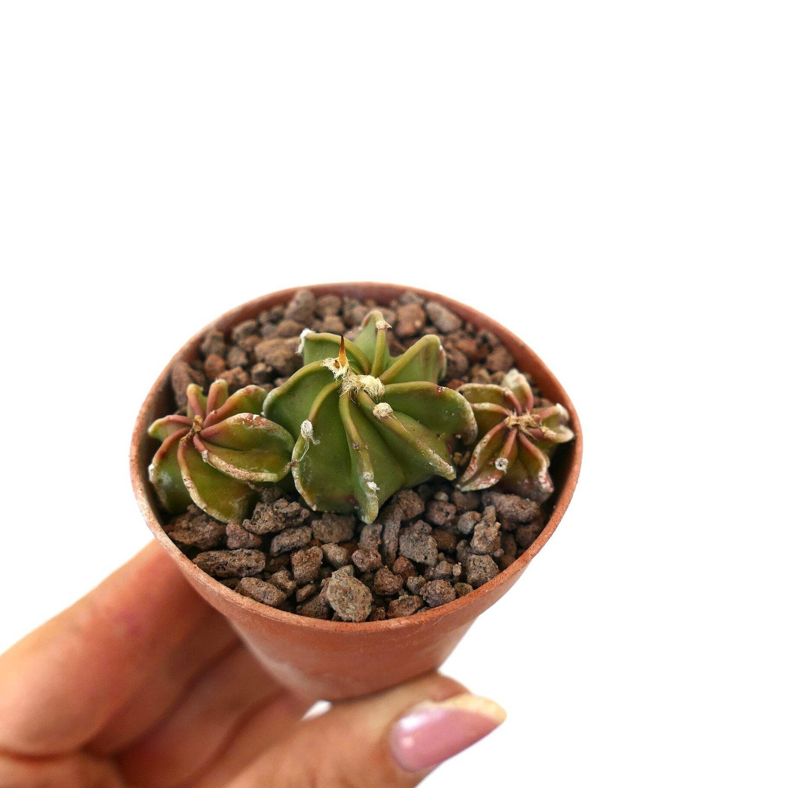 Astrophytum POT OF THREE SS3 – Bishop’s cap | Star cactus