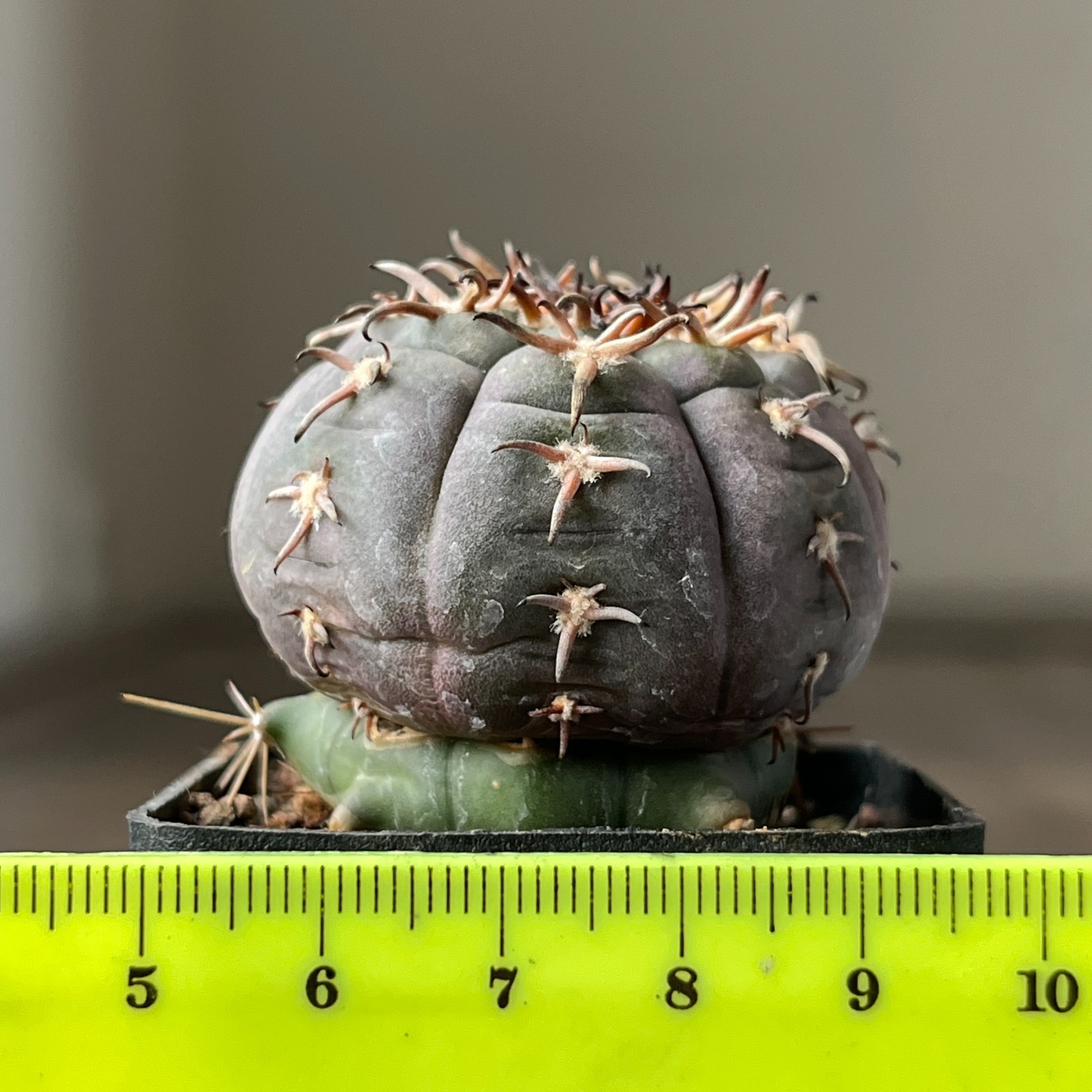 A36-3004 Gymnocalycium unguispinum SL44b, grafted