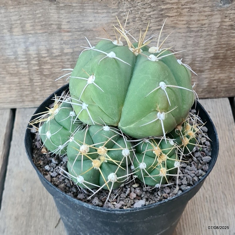 D5745 GYMNOCALYCIUM HORSTII pot14-H11-W14 cm MaMa Cactus