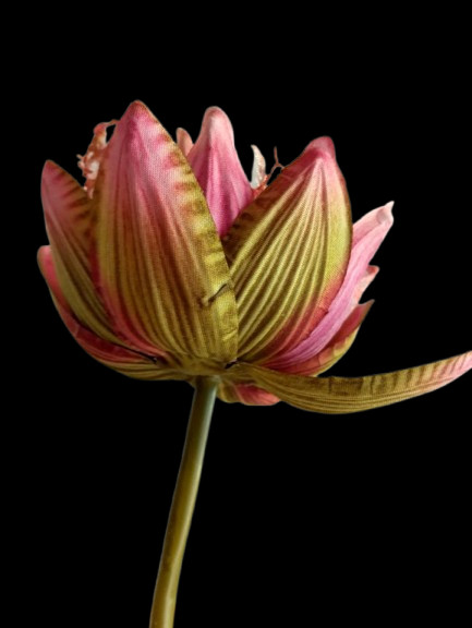 Natural Feel lotus flower stem MAUVE