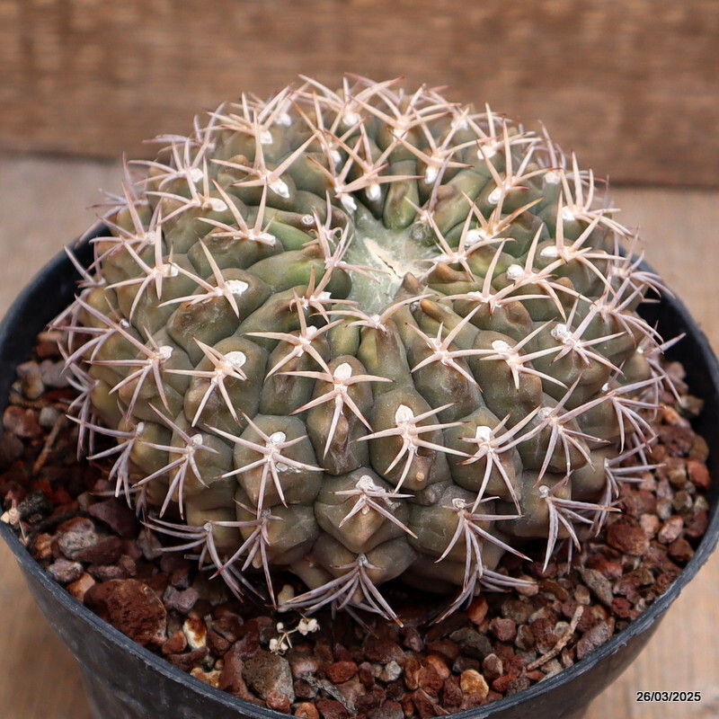 A2163 GYMNOCALYCIUM SP. MONSTER pot14-H8-W11 cm MaMa Cactus