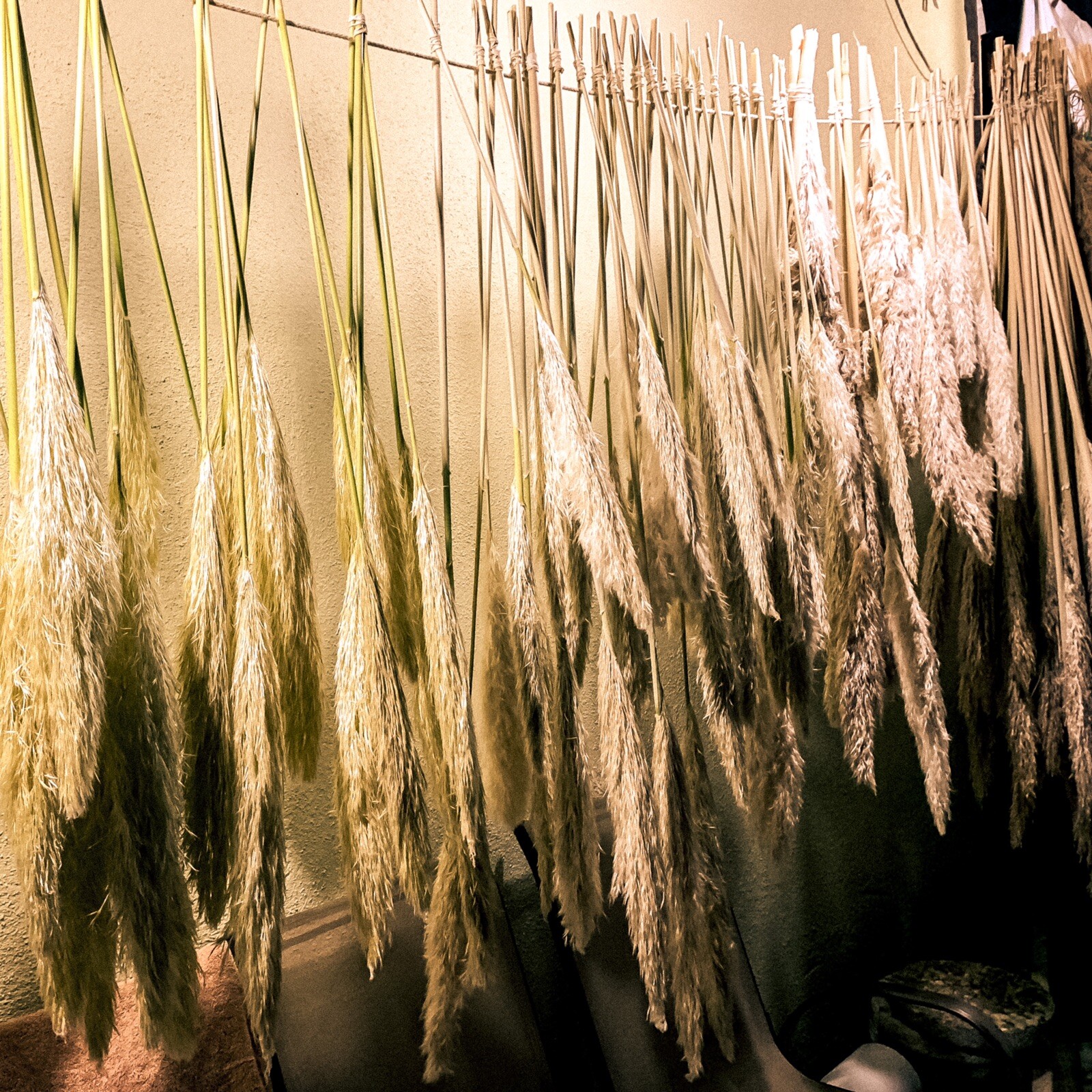 Dried flowers- Box of 10 (36”) natural white beige pampas grass
