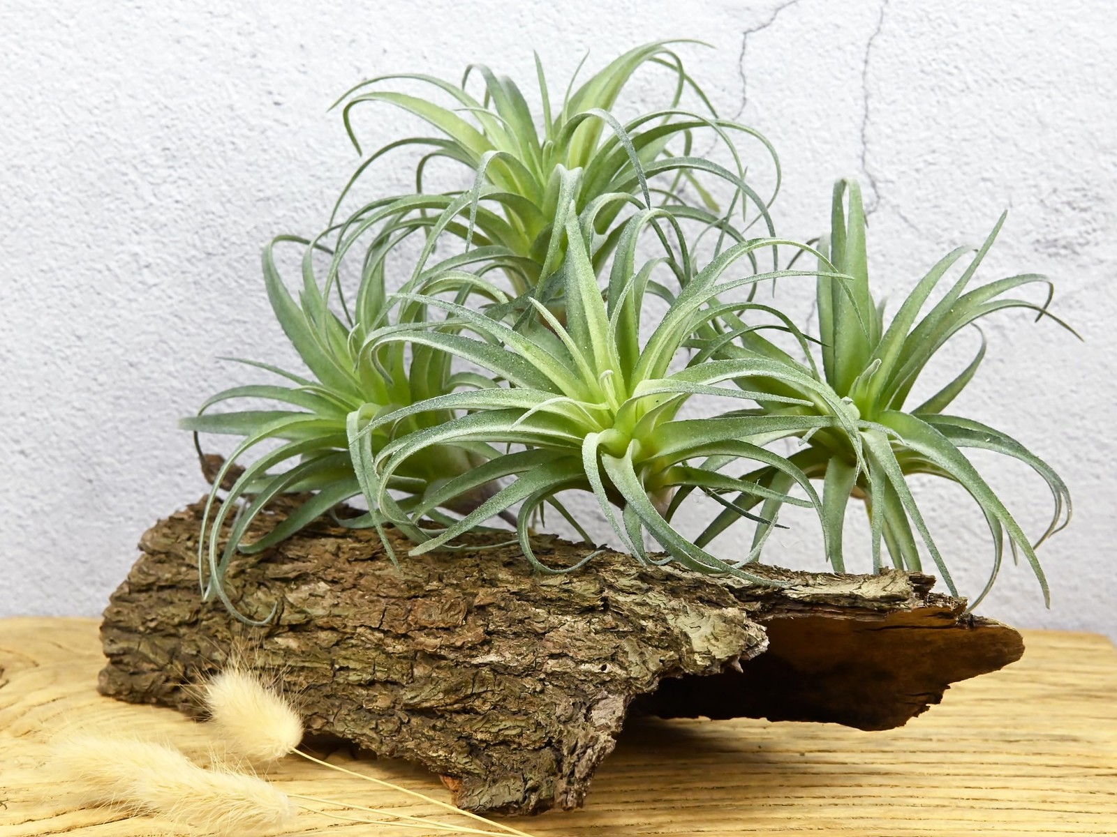 Fake Artificial Tillandsia Air Plants, 4pcs Flocked Green Faux Bromeliads for…