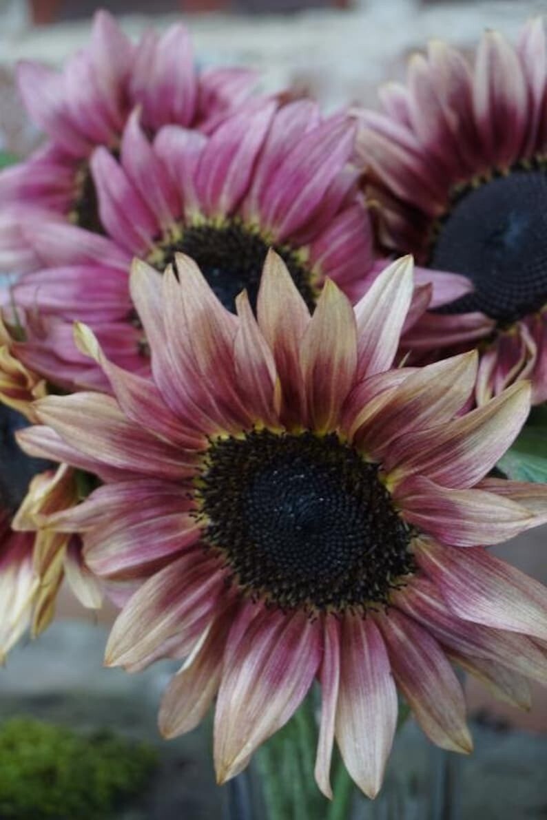 25 Pcs Cute Strawberry Sunrise Pink Sunflower Seeds