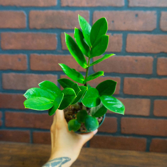 ZZ Plant with 4″ inch Potted Live Houseplant | Zamioculcas Zamiifolia