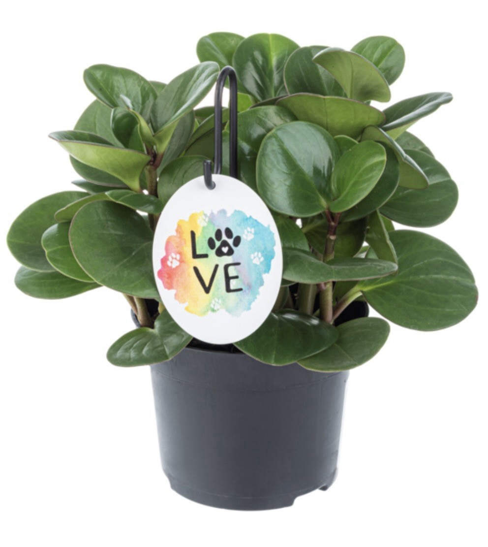 GANZ Plant Petal Pick Pet Love Bereavement Remembrance Gift New Free Shipping US
