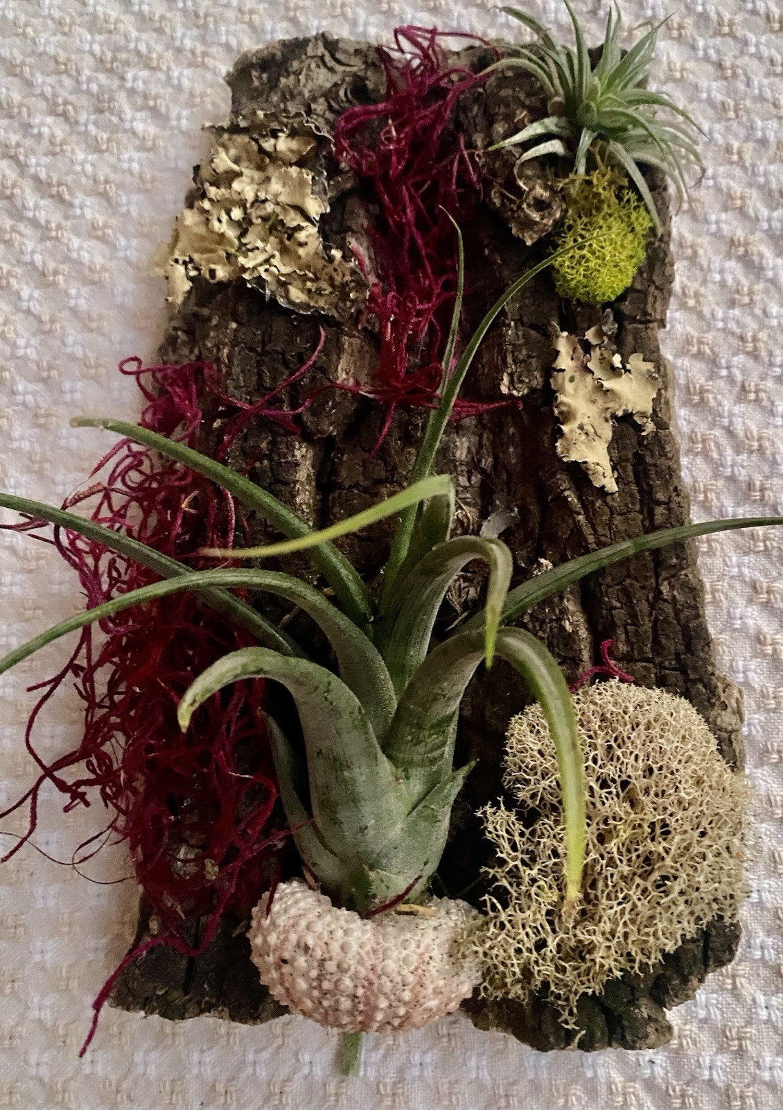 Air Plant, Preserved Moss Wall Art, Live Plants On Cork Board, Shell & Moss