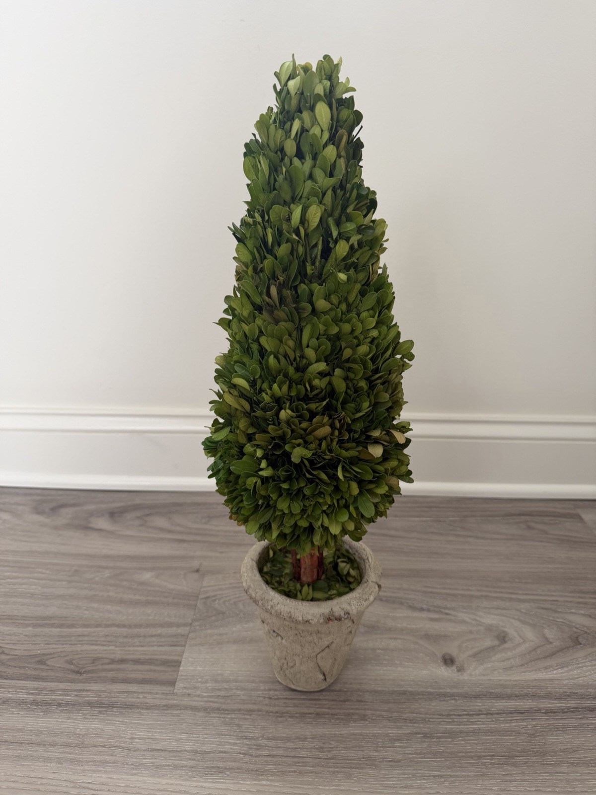 Preserved Boxwood Cone Topiary in a rustic pot, 21.5” tall