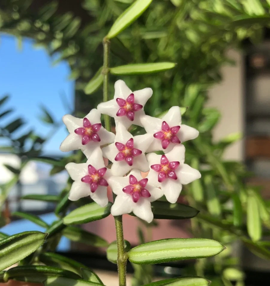 Hoya Engleriana Rare Plant