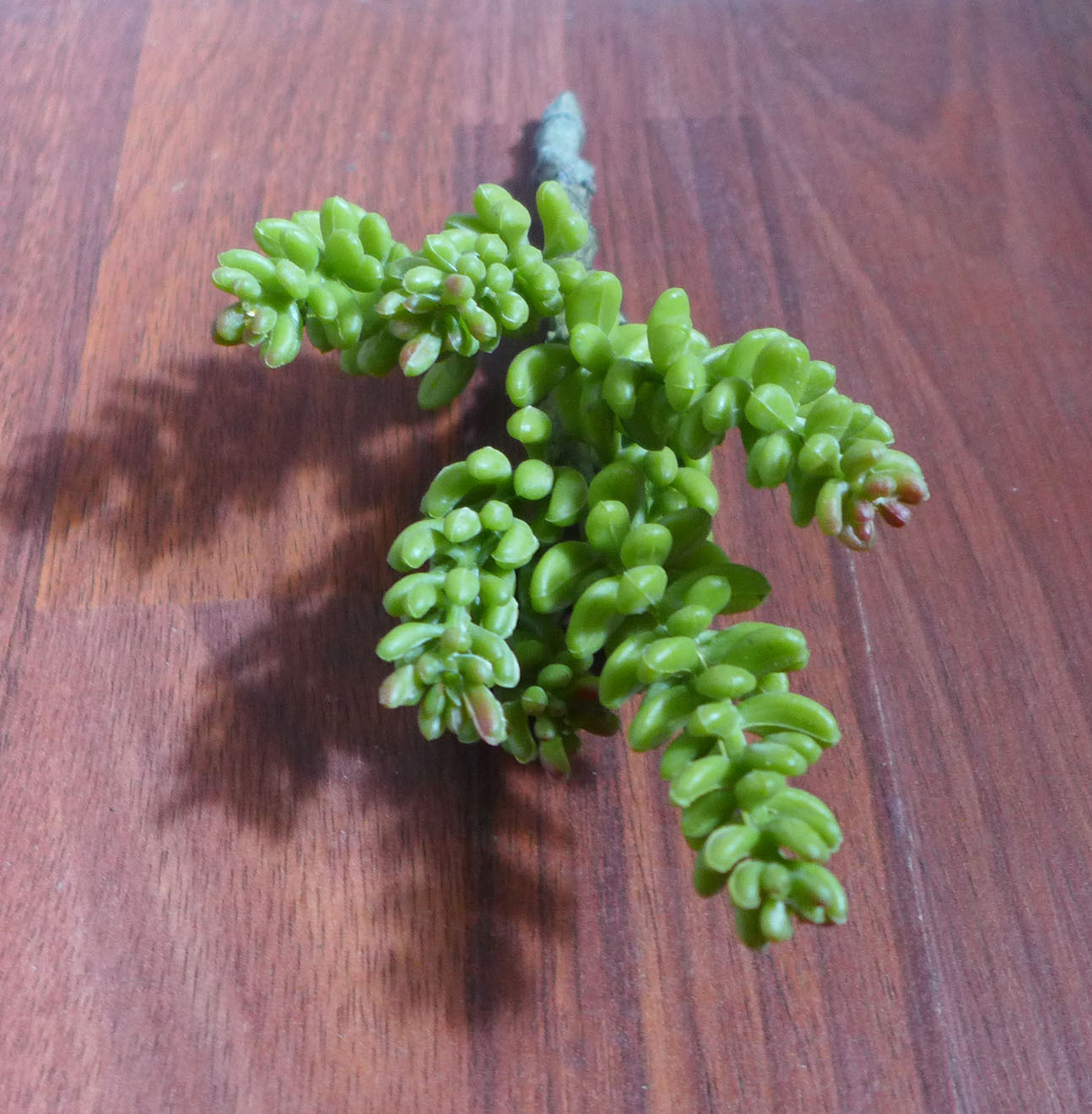 Artificial Yacon Grass Mini Pine tree Unkillable Succulents Plants Landscape