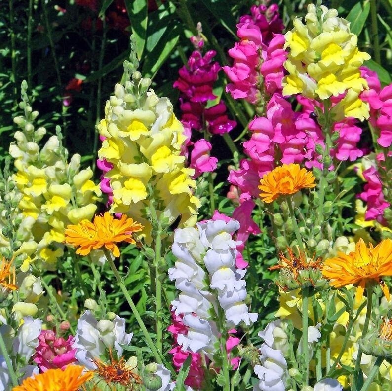 1000 Pcs Cute Heirloom Snapdragon Flower Seeds