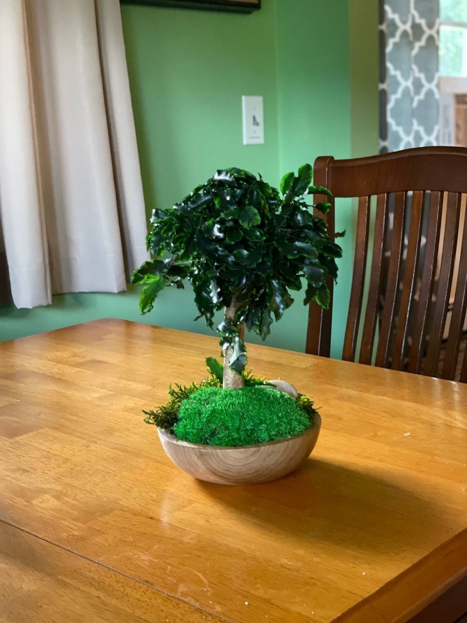 Handmade Preserved Bonsai Tree Pittosporum Stabilized Natural Indoor Home Decor