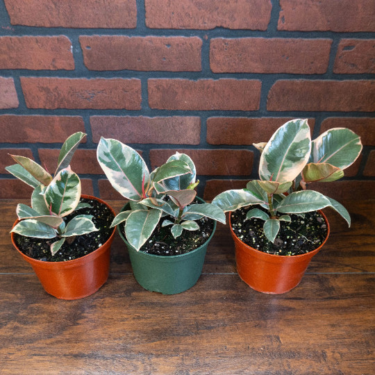 Rubber Plant Ficus elastica 6″ Pot | Burgundy Tree Tropical Live House plant