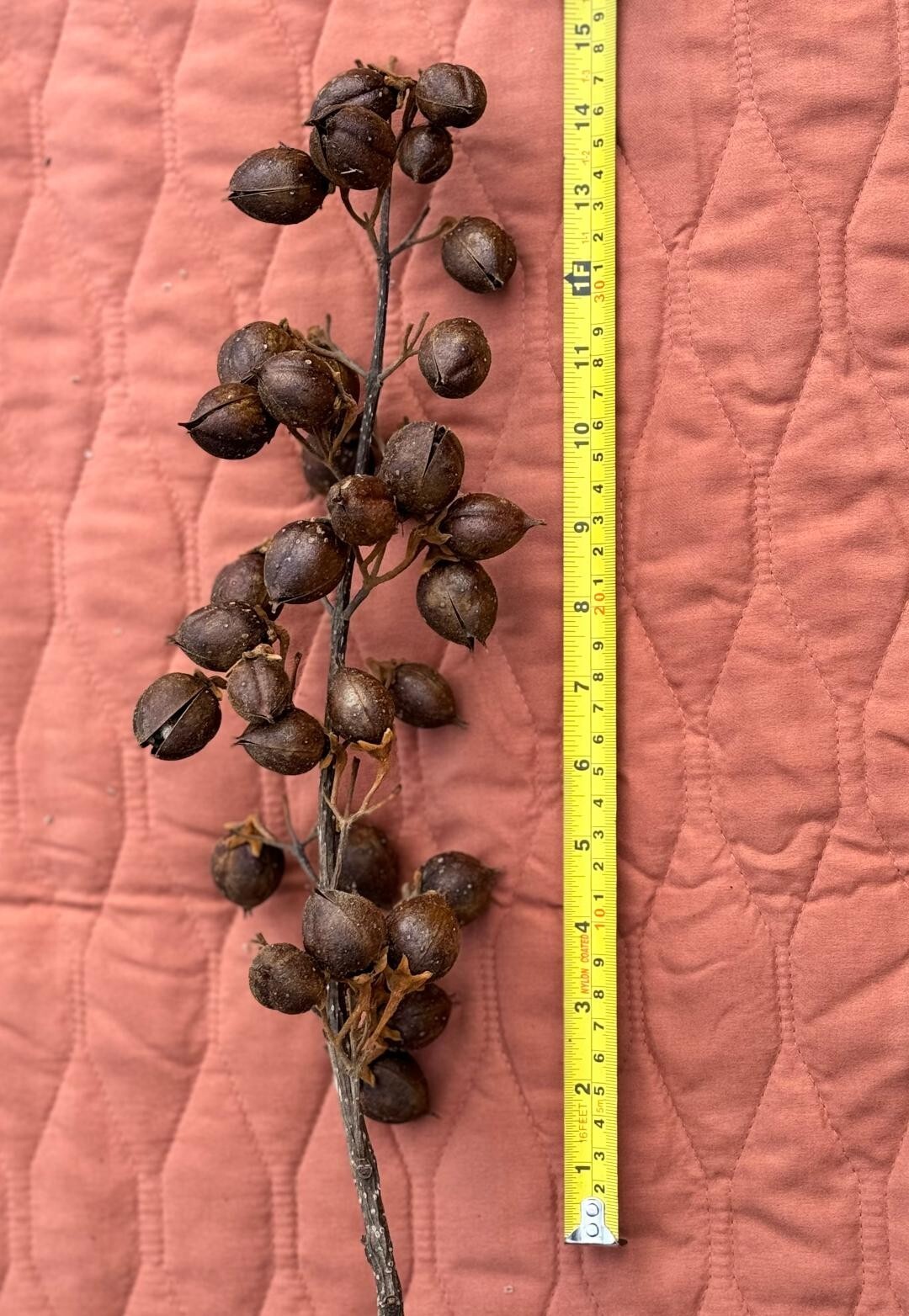 All natural dry seed pods for decoration, floral arrangements, wreaths, ornament