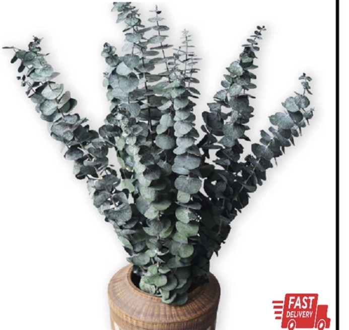 10 Pack Natural Dried Eucalyptus Bundle,17 Inch/45Cm Preserved Fresh Eucalyptus