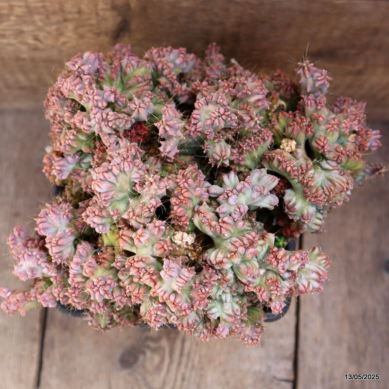 D4091 MYRTILLOCACTUS GEOMETRIZANS STRICTUS pot15-H16-W27 cm MaMa Cactus