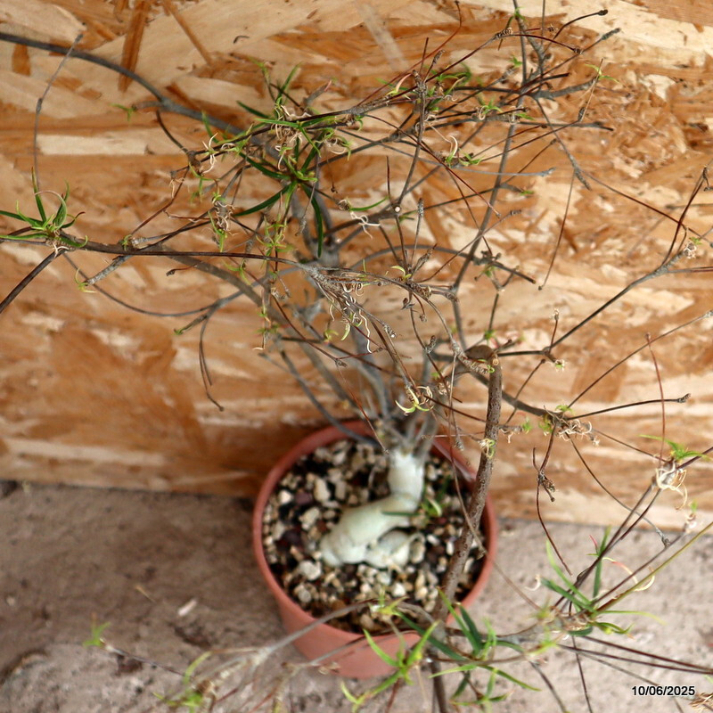 D4556 EUPHORBIA HEDYOTOIDES pot14-H60-W15 cm MaMa Cactus