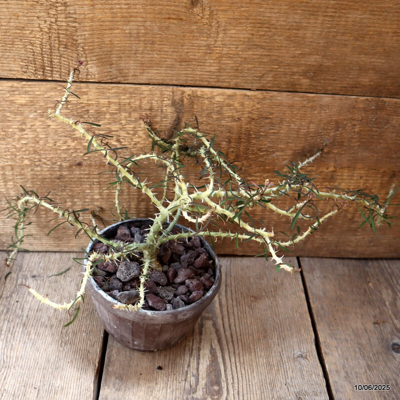 D4555 EUPHORBIA SAKARAHAENSIS pot15-H16-W40 cm MaMa Cactus