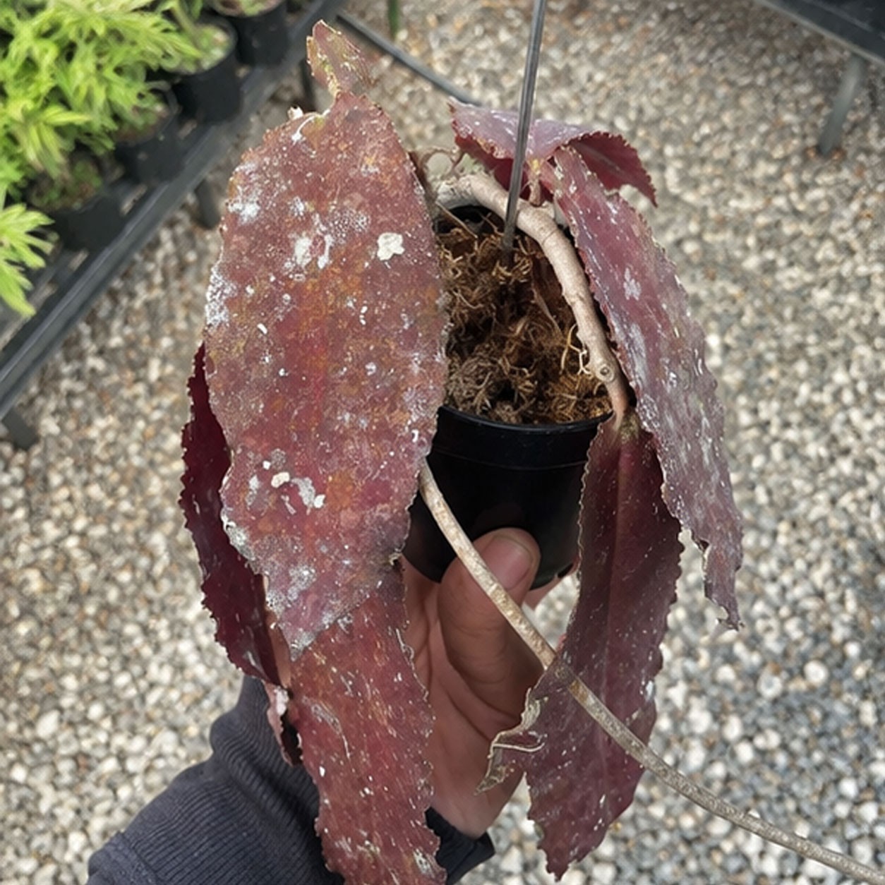 Hoya Undulata Red Rare Tropical Hoya Plant | Exotic Wax Collector Houseplant