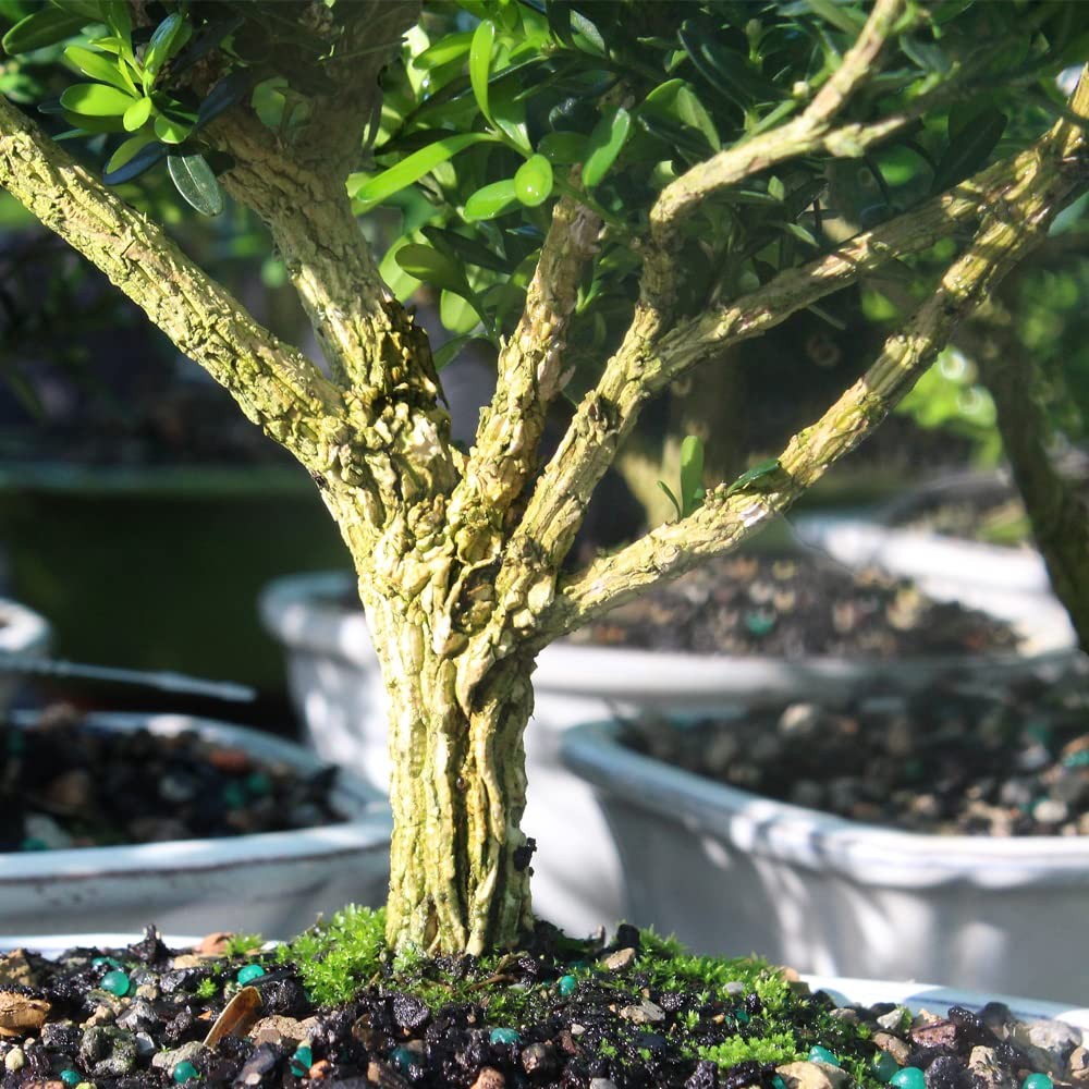 Brussel’s Live Harland Boxwood Outdoor Bonsai Tree – 4 Years Small, Green