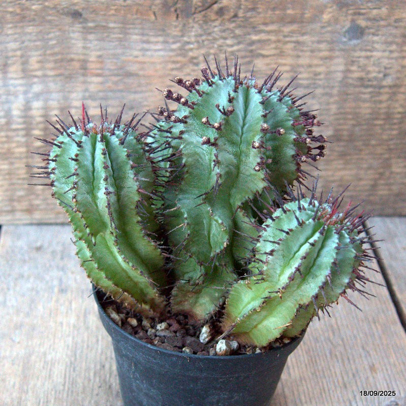 D6499 EUPHORBIA HORRIDA pot10-H13-W14 cm MaMa Cactus