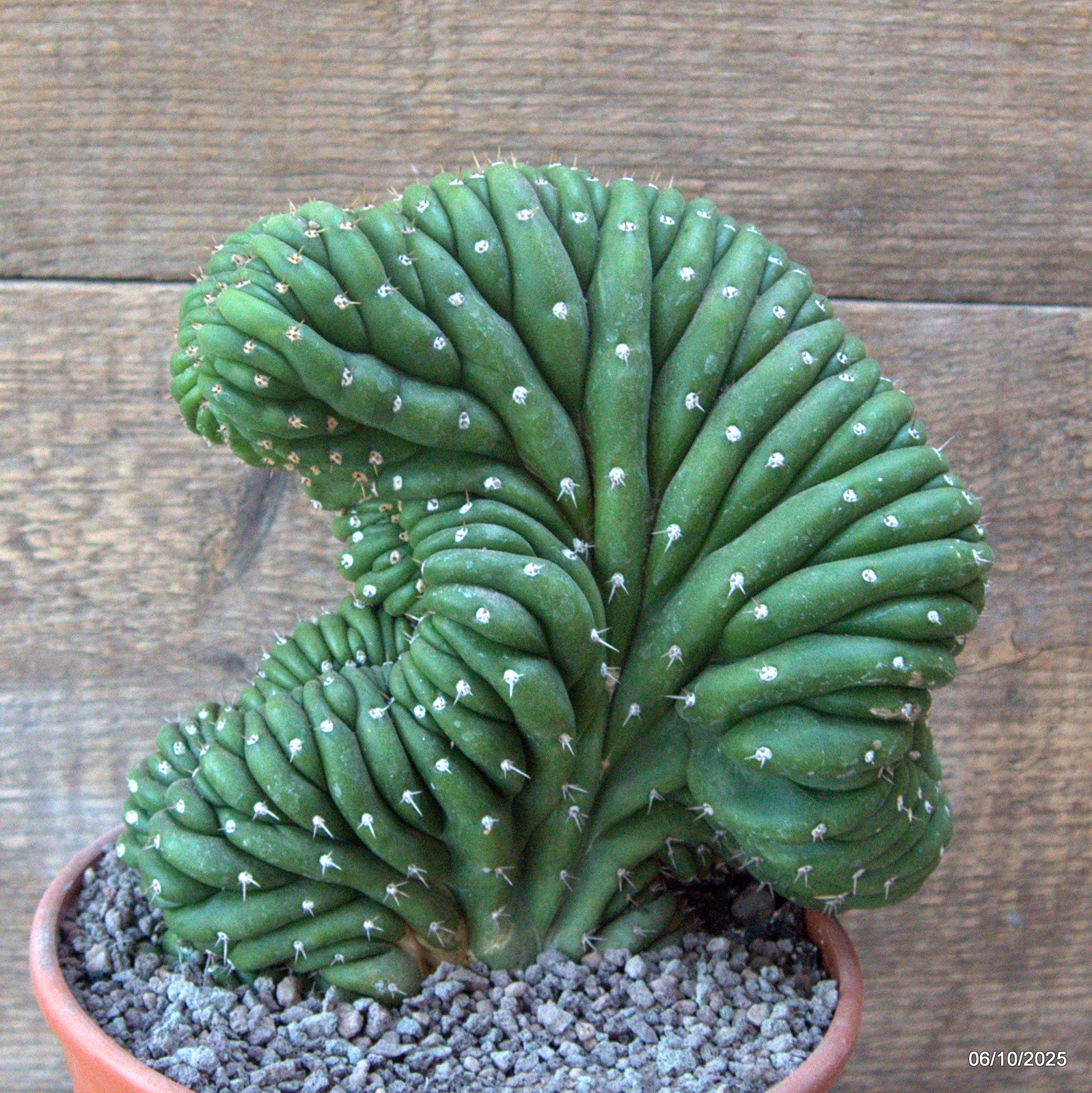 D6928 CEREUS PACHA. CRESTED pot17-H19-W18 cm MaMa Cactus