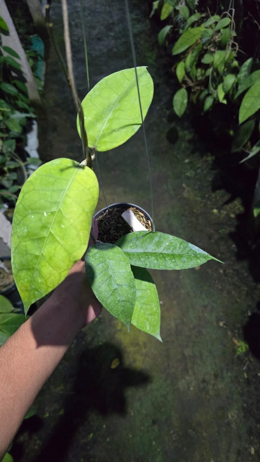 Real Picture Hoya Sp Aceh Rikit Musara Rare Plant