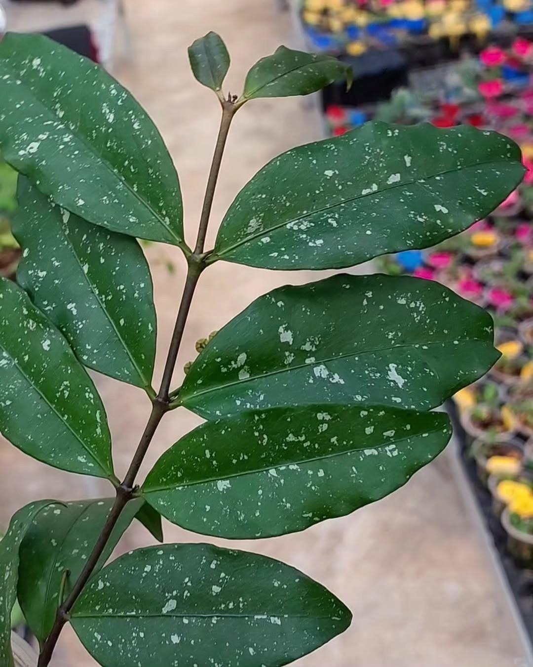 Hoya Sp Jatim ‘East Java’ Rare Tropical Wax Plant
