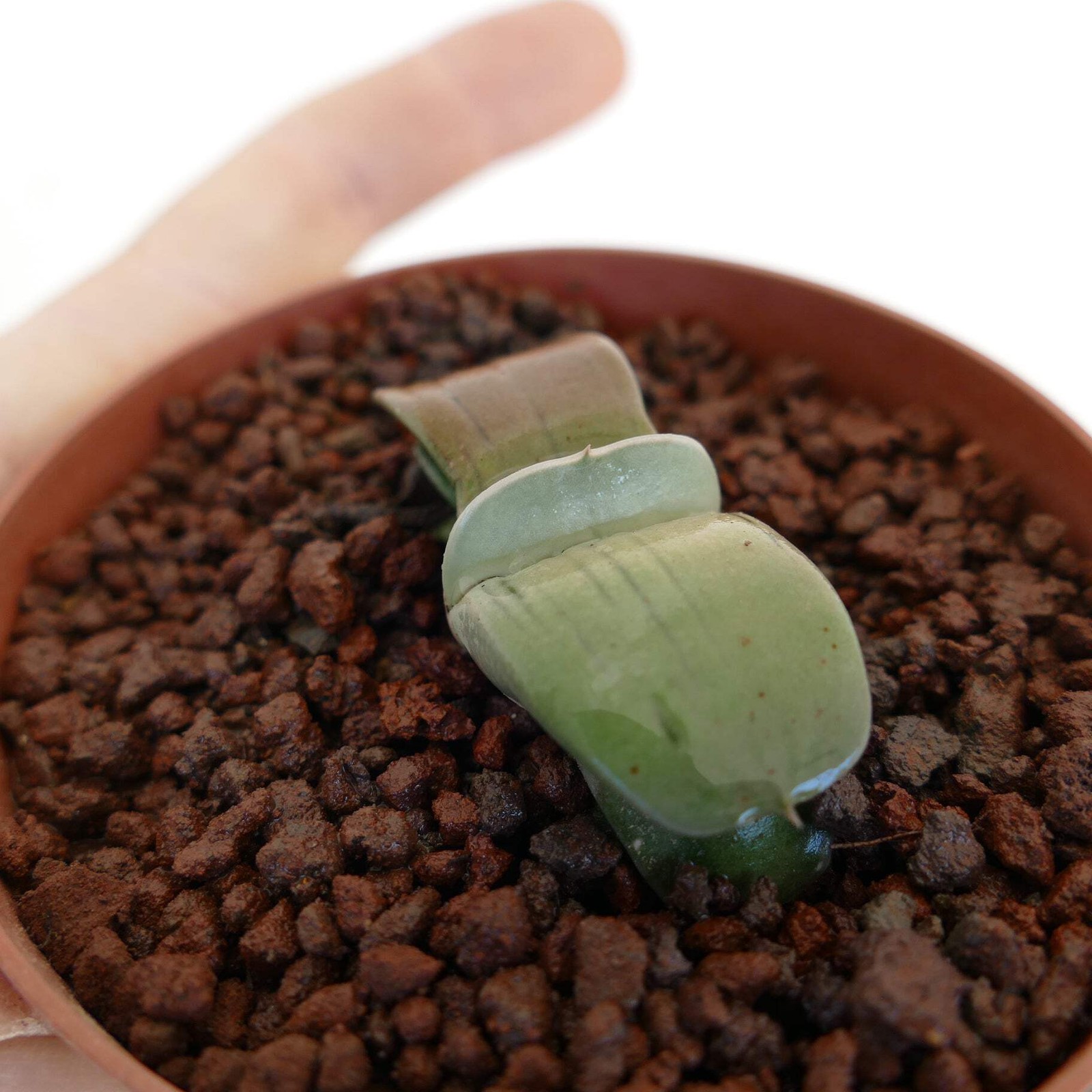 Gasteria armstrongii cv ‘Ginsya-Kodakara’, ex H. Nakatani, Tokyo – Armstrong’s g