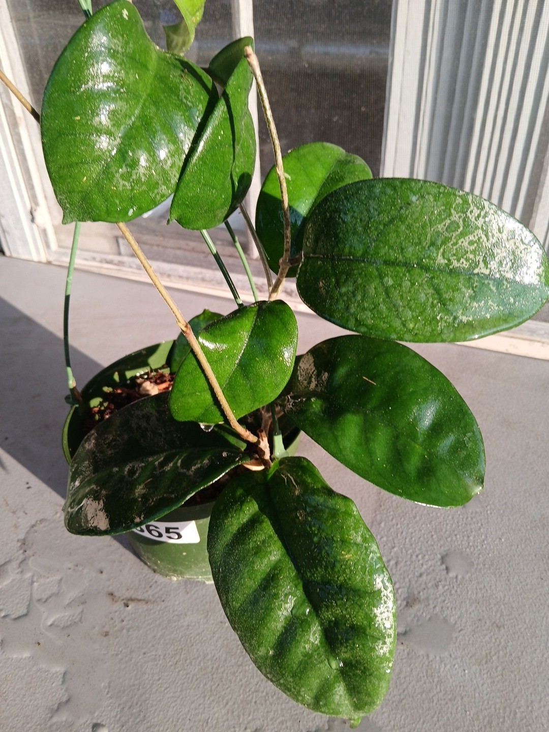 #865- HOYA FUNGI LIVE PLANT, LARGE LEAVES, LARGE PLANT,5″INCHES HANGER POT,
