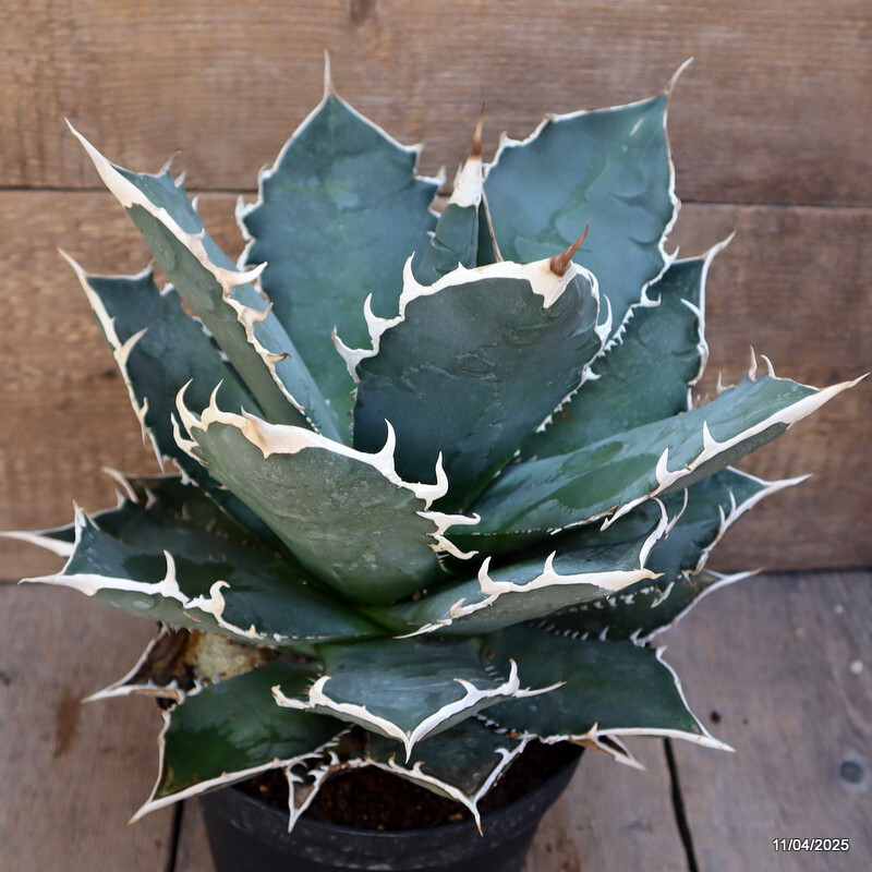D3112 AGAVE TITANOTA COMPACT FORM pot18-H22-W265 cm MaMa Cactus