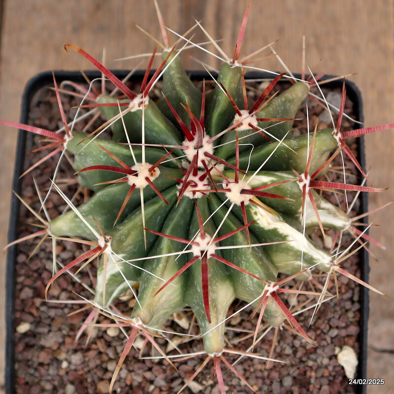 A3659 FEROCACTUS STAINESII VARIEGATED pot14-H12-W13 cm MaMa Cactus
