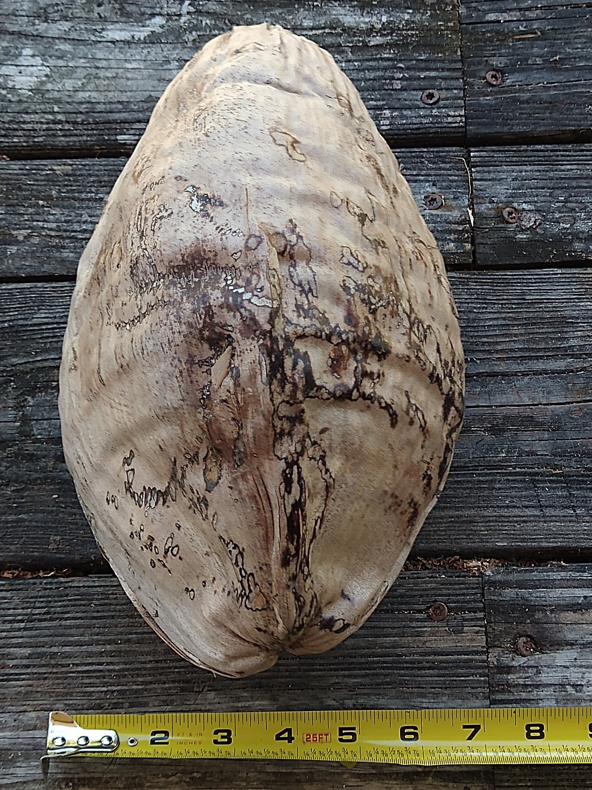 Huge 11″ Natural Dried Coconut Shell Whole Husk | XL Rustic Tiki Decor & Crafts