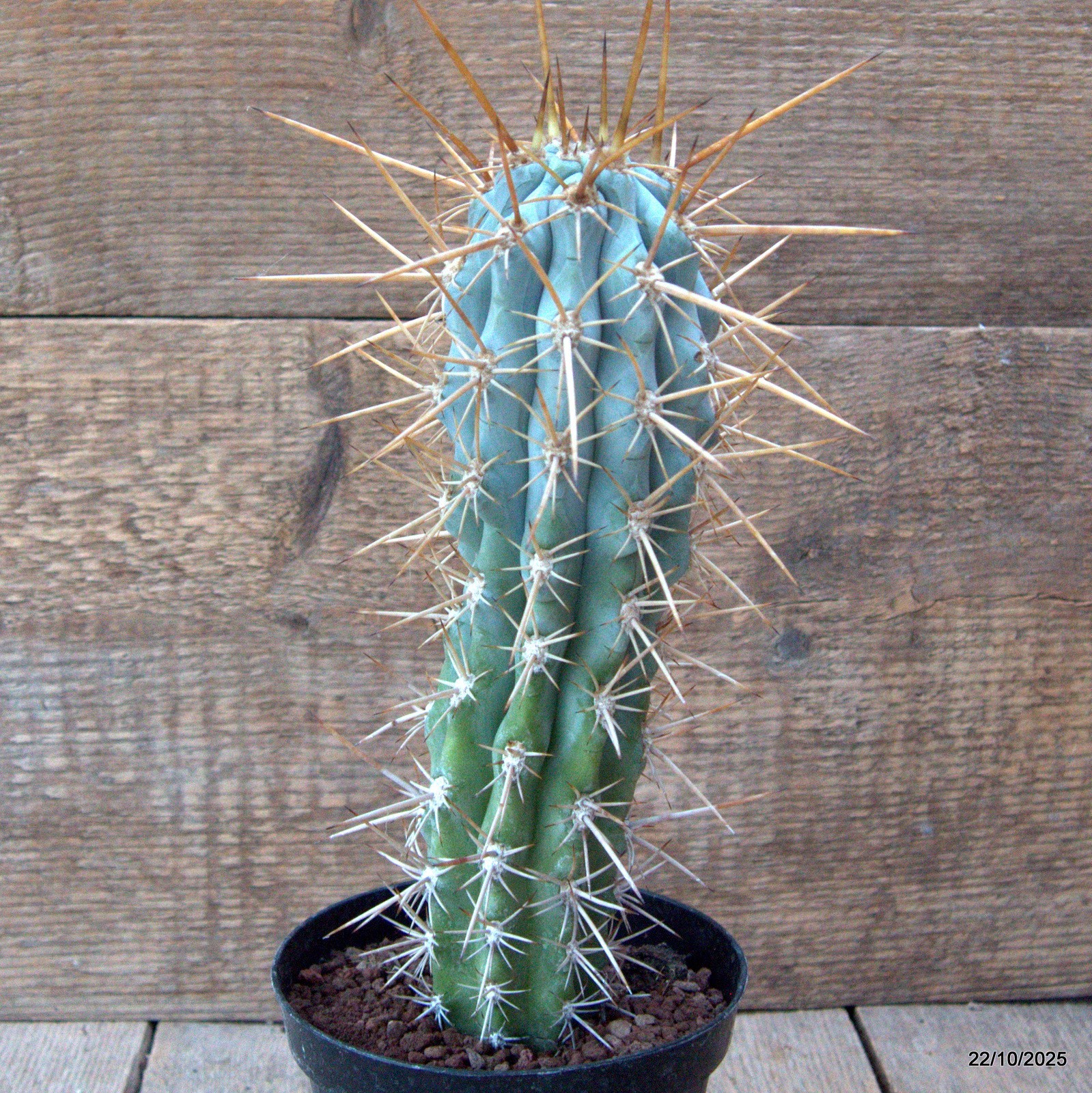 D7103 BROWNNINGIA HERTLINGIANA pot12-H24-W7 cm MaMa Cactus