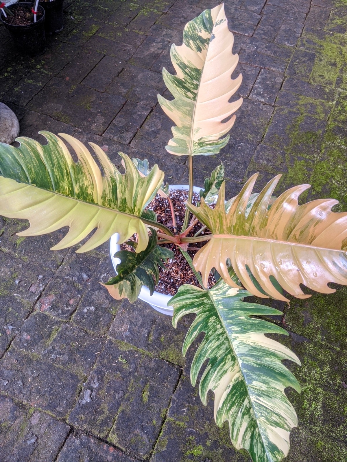 Philodendron Caramel Marble Variegated Real Picture Free Phitosanytari