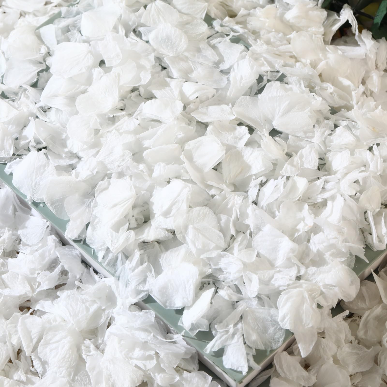 1500+ Dried Real Hydrangea Petals, Natural Preserved Flower Petal for Wedding…