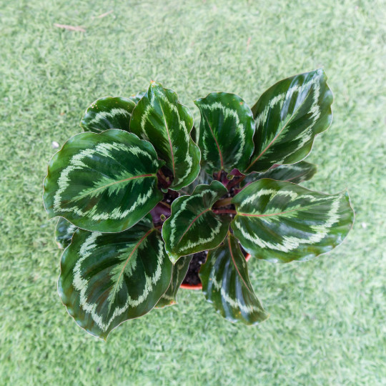Calathea Medallion in 6 inch Pot | Indoor & Outdoor Live Tropical House plant