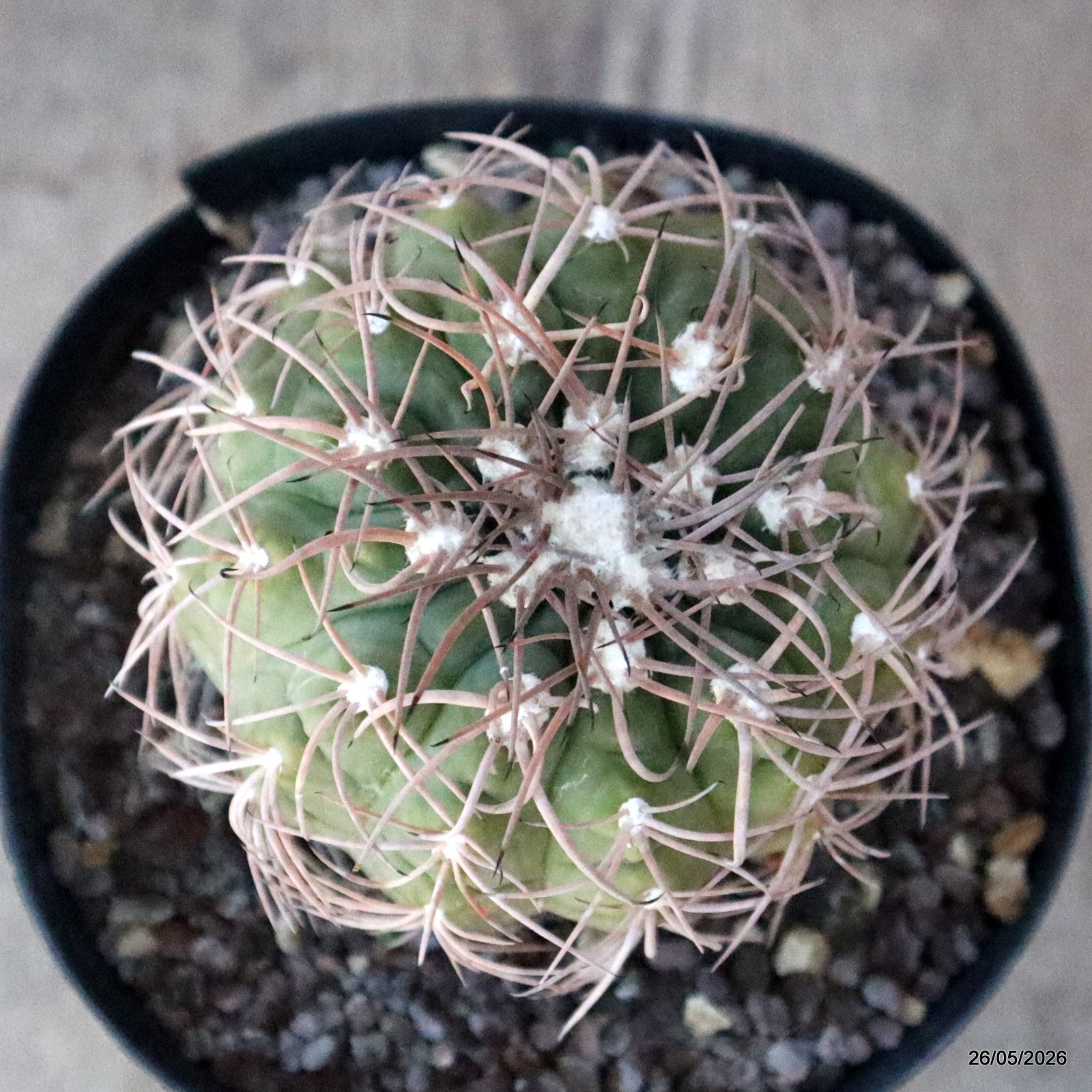 A2147 GYMNOCALYCIUM SPEGAZZINII pot14-H10-W9 cm MaMa cactus