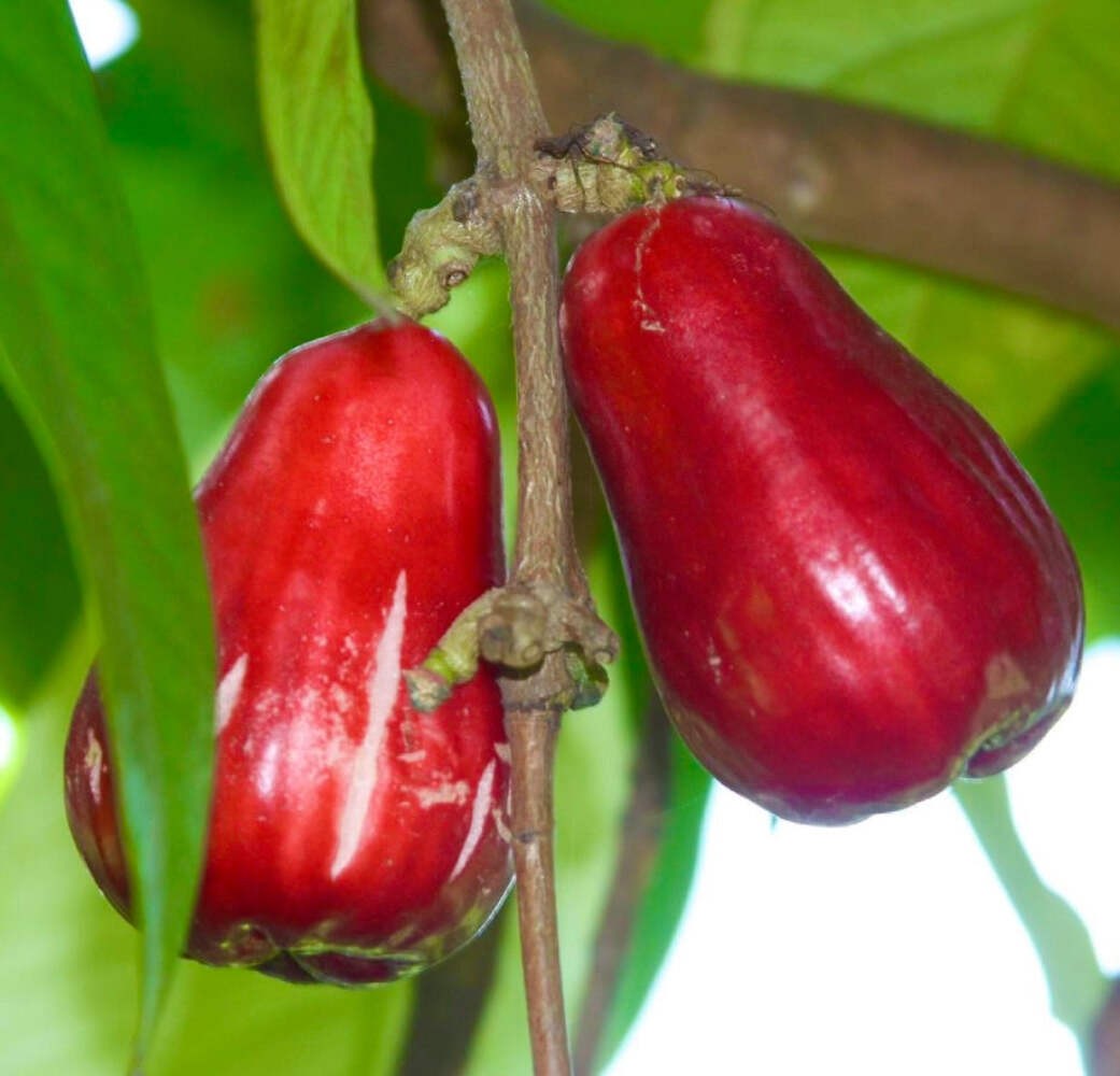 Syzygium malaccense 70-120cm | Malay apple | Mountain apple – Malay apple | Moun