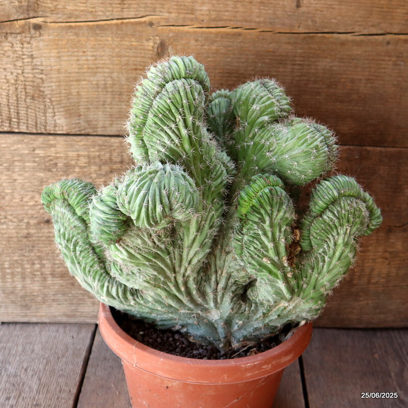 D4833 POLASKIA CHICHIPE CRESTED pot20-H30-W32 cm MaMa Cactus