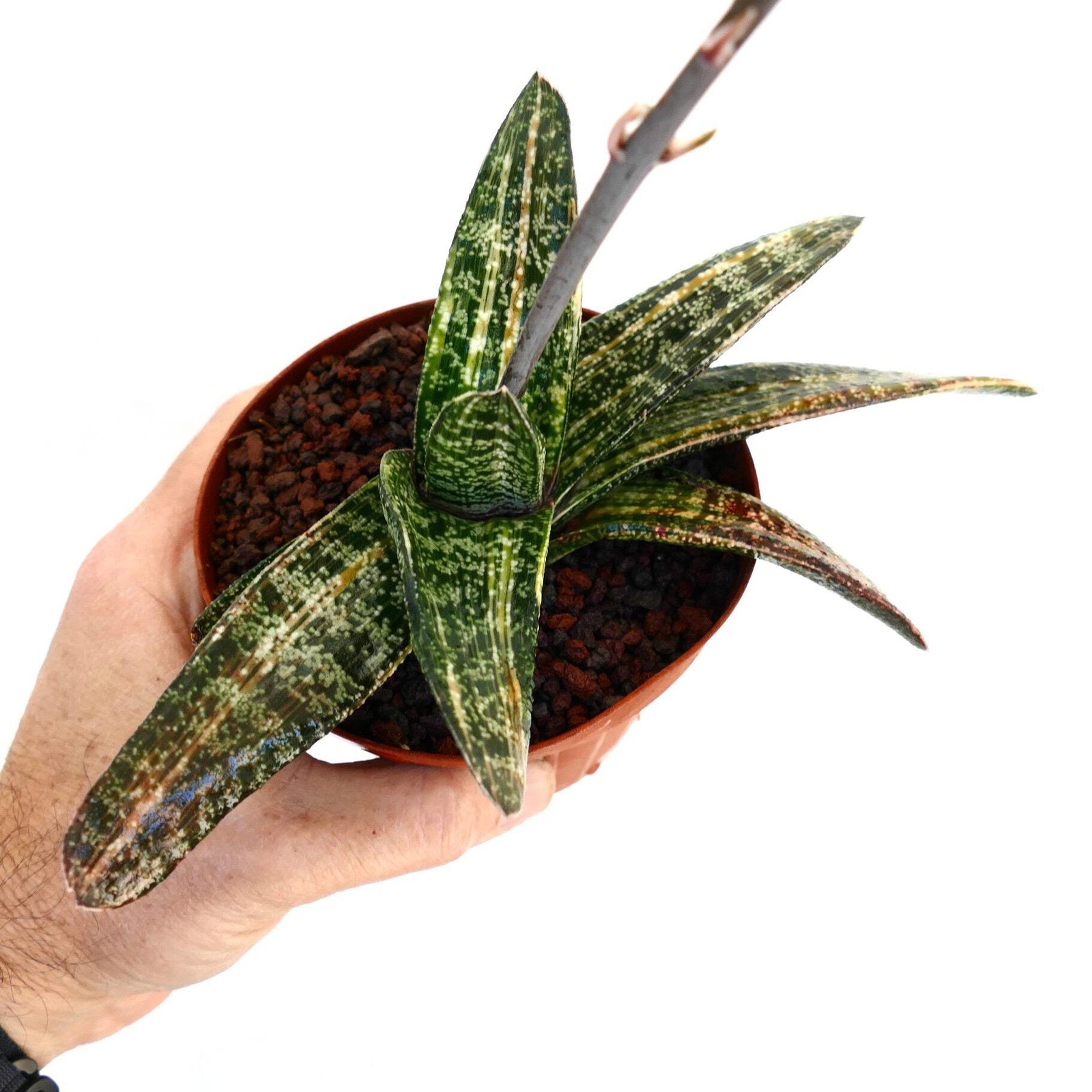 Gasteria batesiana STRIATA YELLOW VARIEGATED (EX. SPARKMAN USA) – Knoppies gaste