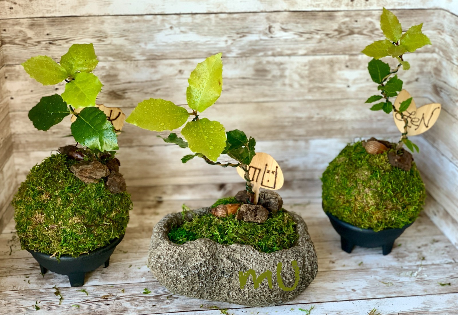 1 SMALL PALM SIZE BONSAI CALIFORNIA COASTAL LIVE OAK ACORN KOKEDAMA